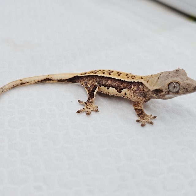 노멀 풀핀 핀스트라이프