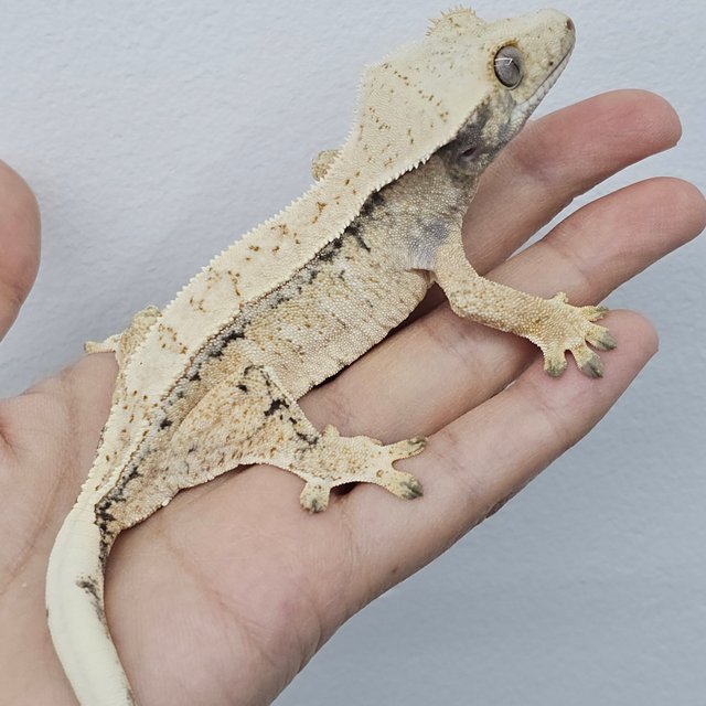 Drippy Normal White Spot