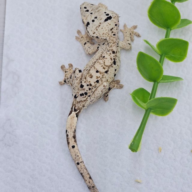 Super Dalmatian Dalmatian