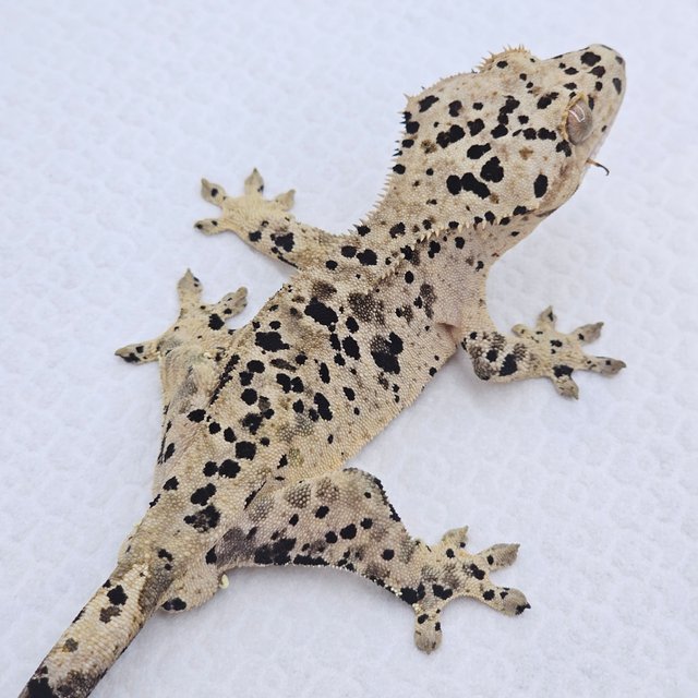 Super Dalmatian