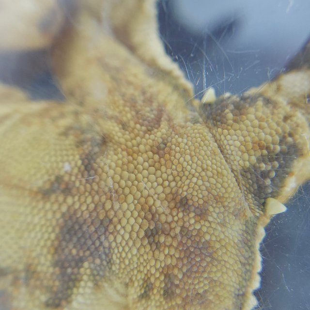 노멀 드리피 화이트스팟