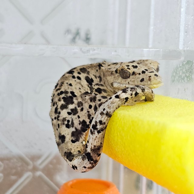 Super Dalmatian