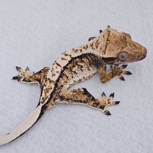 Normal Tri White Spot White Crown