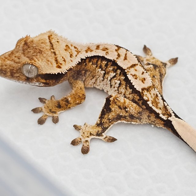 노멀 화이트스팟