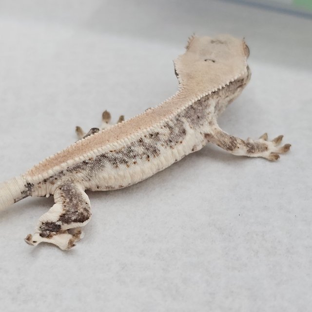 릴리화이트 솔리드백