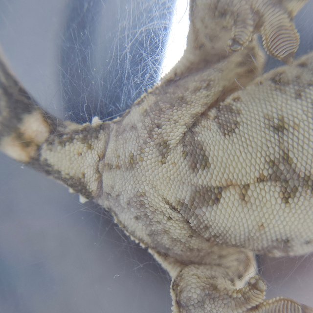 노멀 쿼드 화이트