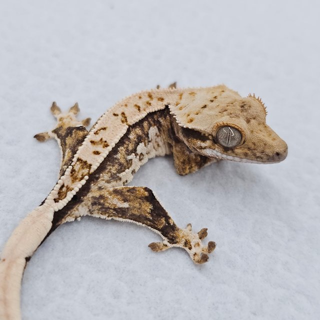 노멀 쿼드 화이트