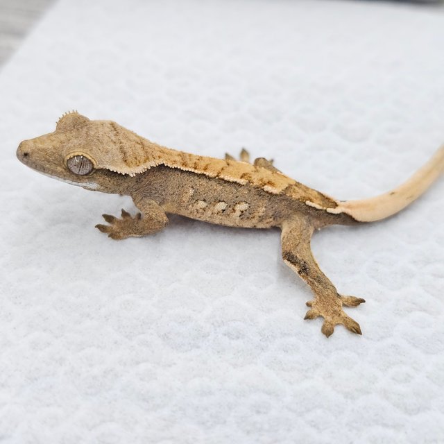 노멀 트라이 화이트스팟