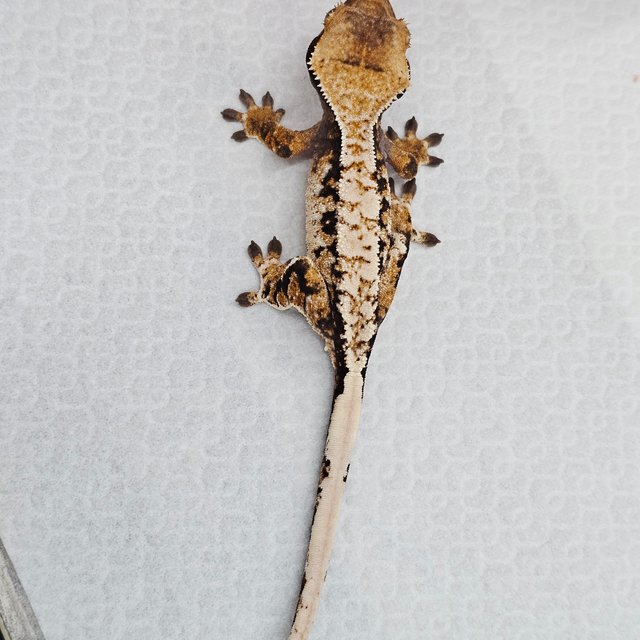 트라이 드리피 화이트스팟