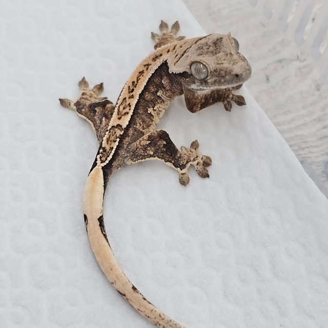 노멀 화이트스팟