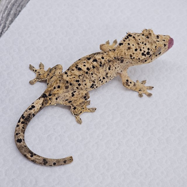 Super Dalmatian