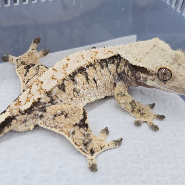 노멀 트라이 드리피 화이트스팟