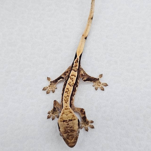 쿼드 핀스트라이프