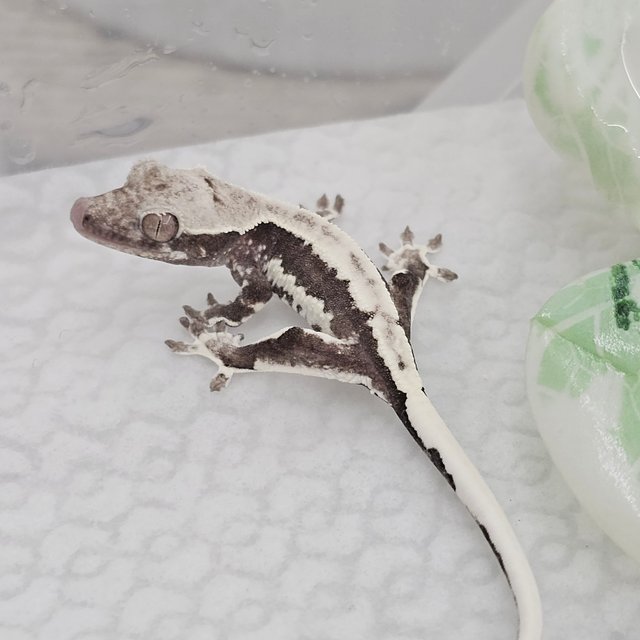 Lilly Axanthic