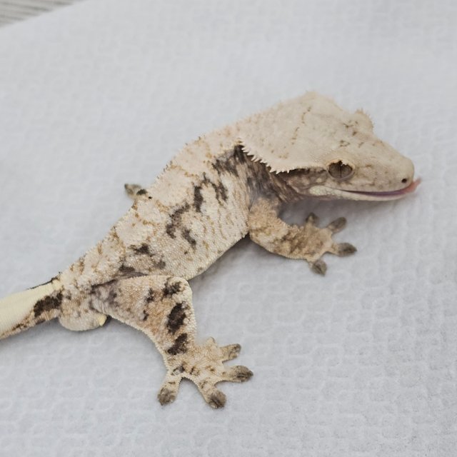 노멀 트라이 드리피 화이트스팟