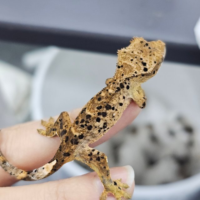 Super Dalmatian