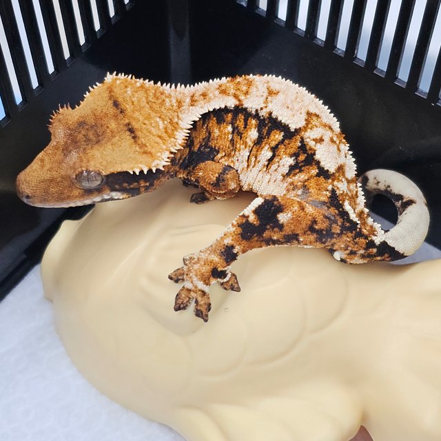 Tangerine Normal Tri