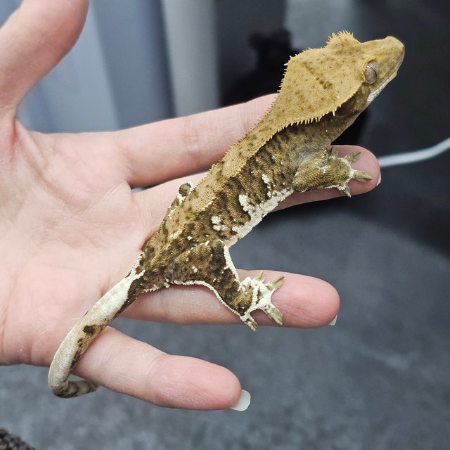 Phantom White Porthole Tiger