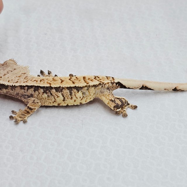 노멀 드리피 화이트스팟