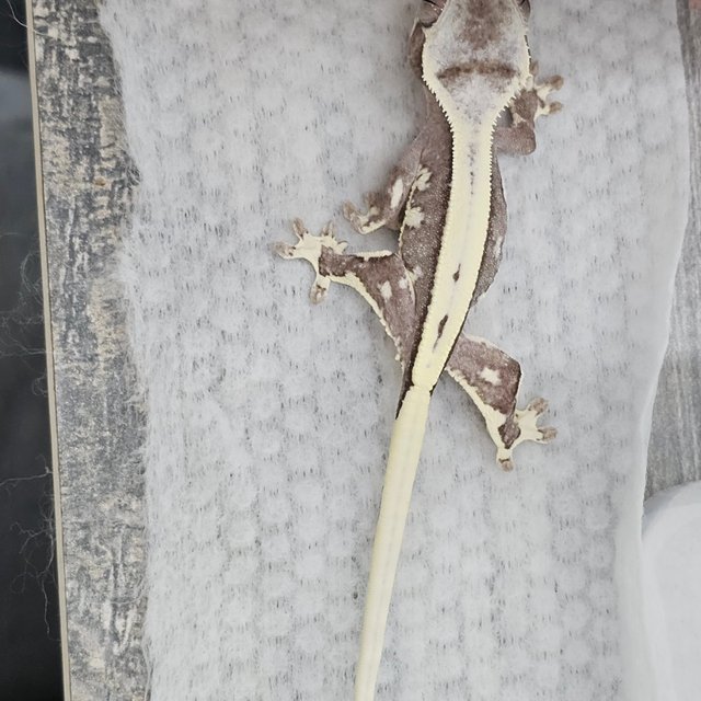 Lilly Axanthic