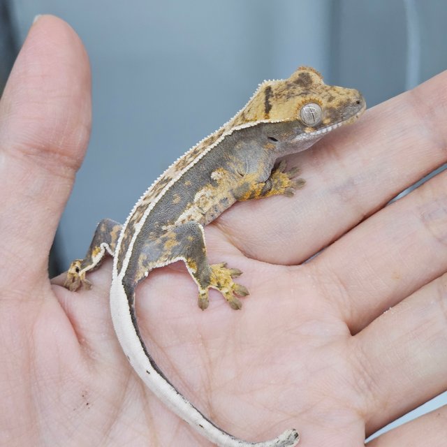 100% Het Axanthic Quad White Pin Full Pinstripe