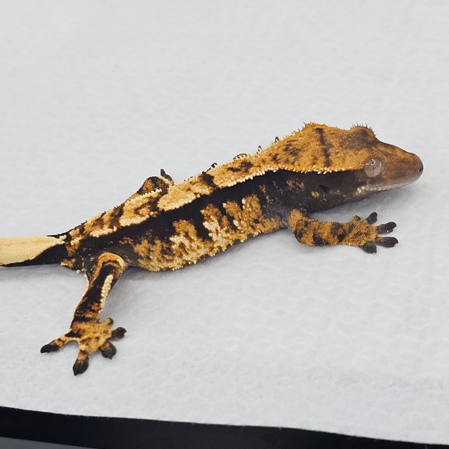 노멀 트라이 텐저린 화이트스팟