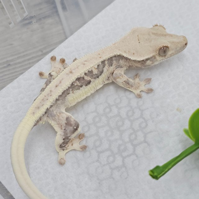 Lilly White