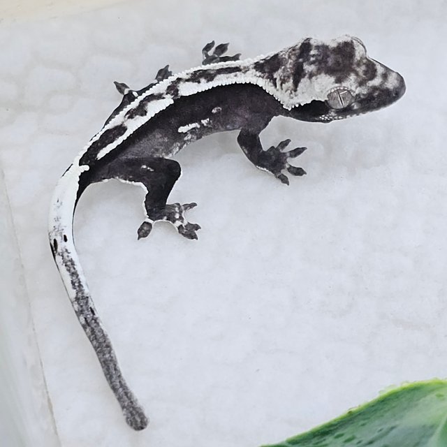 Axanthic