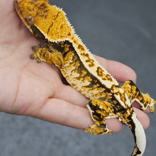 Tangerine Tri Normal