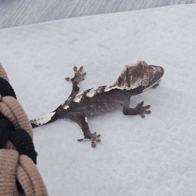 Axanthic