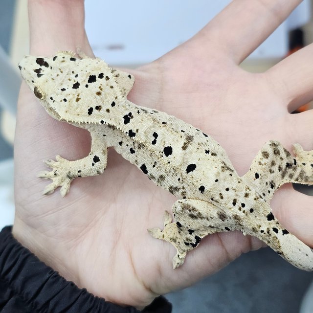 Super Dalmatian