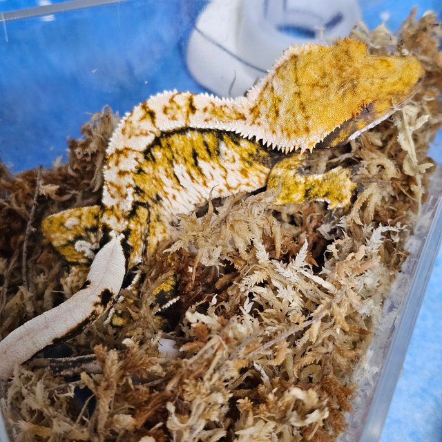 노멀 트라이 드리피 화이트스팟 텐저린