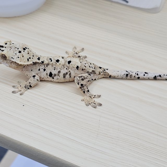 Super Dalmatian