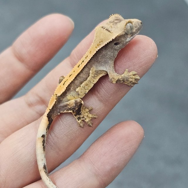 Quad 100% Het Axanthic