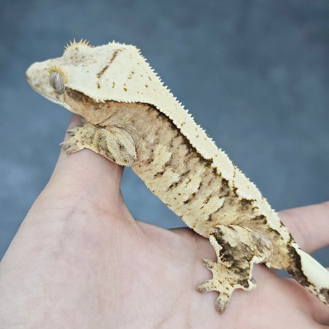 100% Het Axanthic