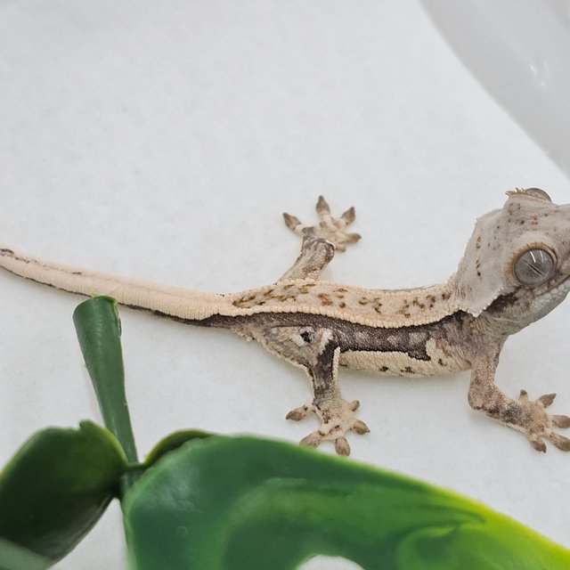 노멀 풀핀 핀스트라이프