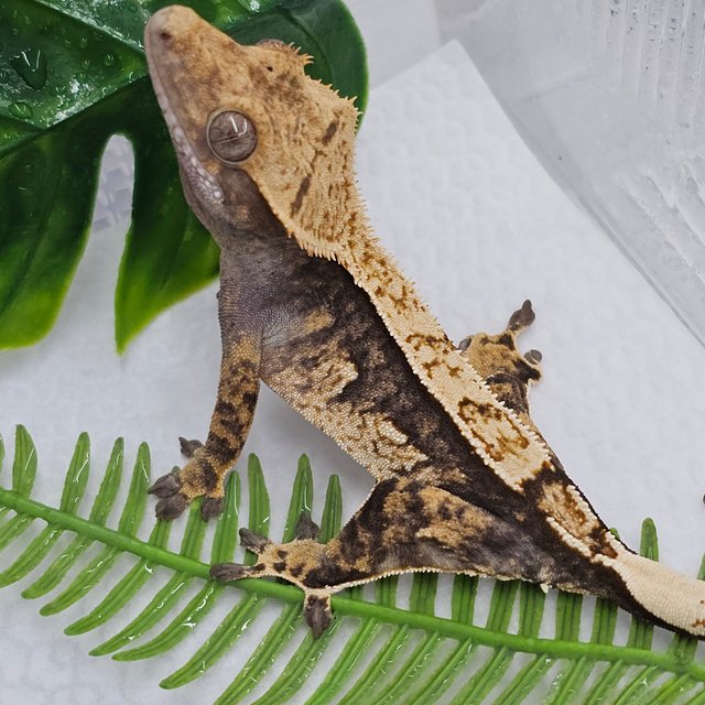 Normal Quad Pinstripe