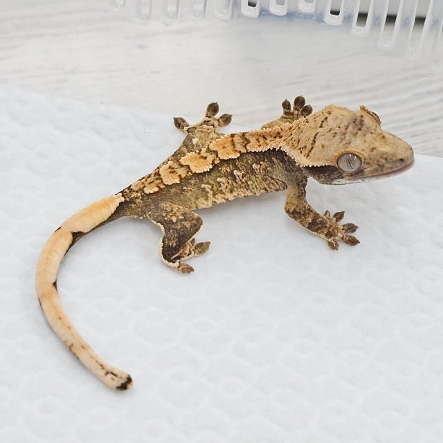 노멀 화이트스팟