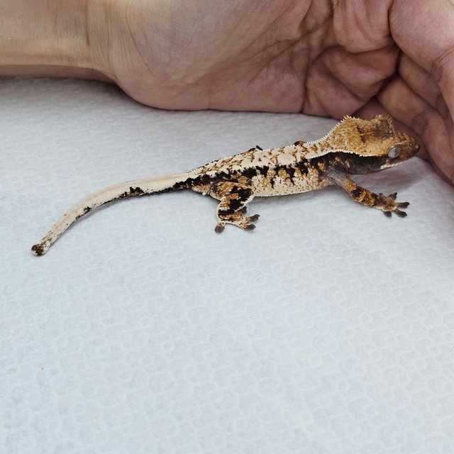 트라이 드리피 화이트스팟