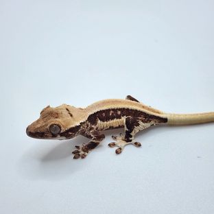 치하1126