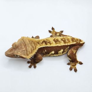 딸기