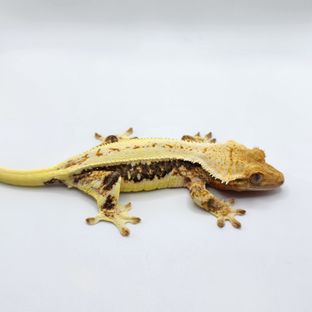 치요