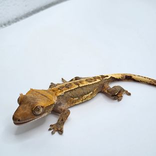 시쉬0520