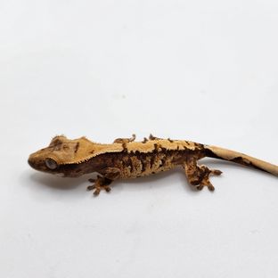헤여0903