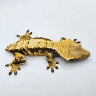 오미자
