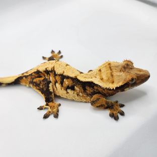 여울이