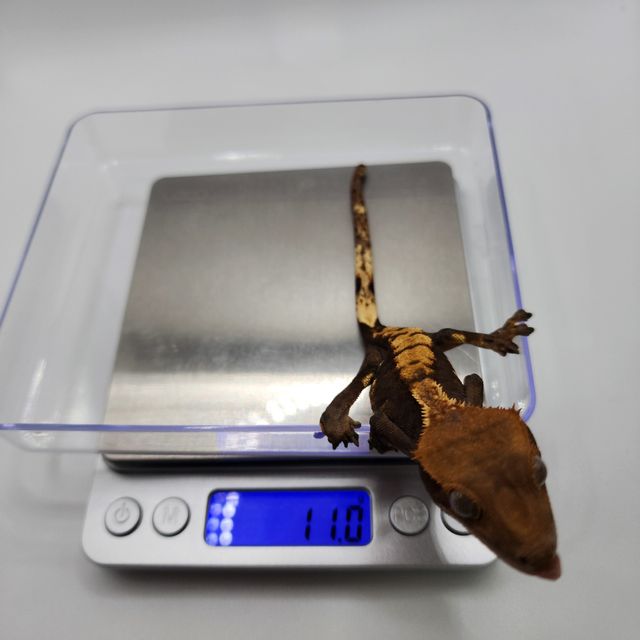 노멀 플레임 다크