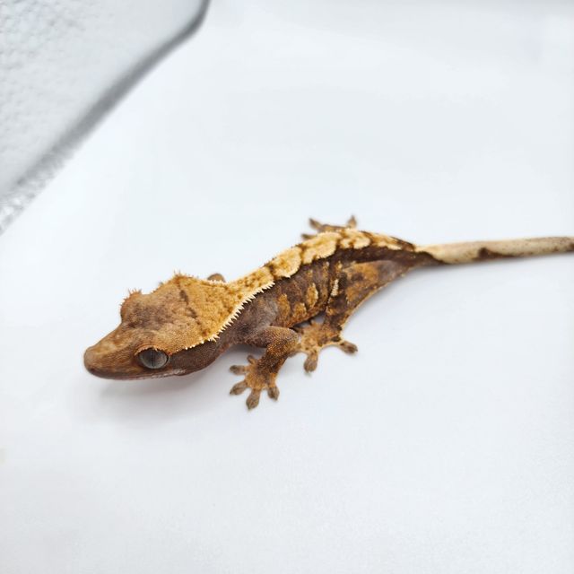 노멀 할리퀸