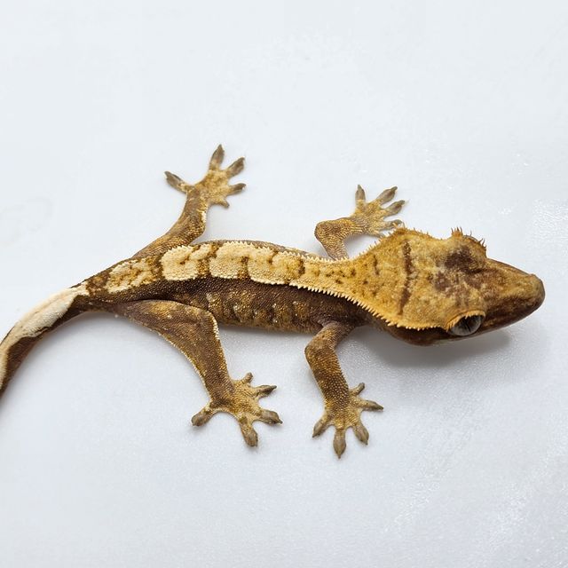 노멀 할리퀸