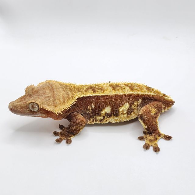 노멀 레드 할리퀸